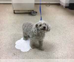 Poodle (Toy) Dogs for adoption in Riverside, CA, USA