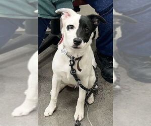 Border Collie-Unknown Mix Dogs for adoption in Forestville, MD, USA