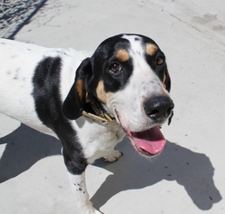 Bluetick Coonhound Dogs for adoption in Priest River, ID, USA