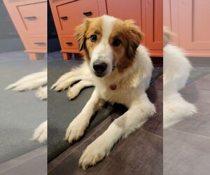 Collie-Unknown Mix Dogs for adoption in Wakefield, RI, USA