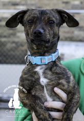 Chiweenie Dogs for adoption in Baton Rouge, LA, USA