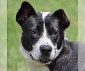 Border Collie-Bull Terrier Mix Dogs for adoption in Huntley, IL, USA