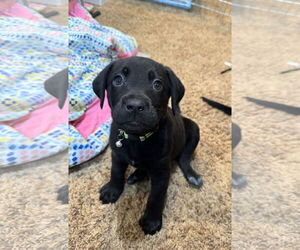 Labbe Dogs for adoption in Wheaton, IL, USA