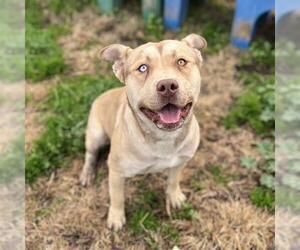 American Pit Bull Terrier-Unknown Mix Dogs for adoption in Modesto, CA, USA