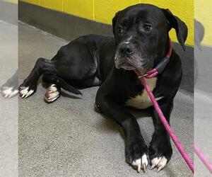 Mutt Dogs for adoption in Forestville, MD, USA