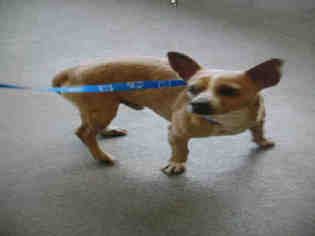 Chihuahua Dogs for adoption in Lathrop, CA, USA