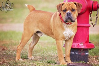 Bull-Boxer Dogs for adoption in Pryor, OK, USA
