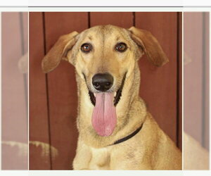 Italian Greyhound-Unknown Mix Dogs for adoption in Fort Pierce, FL, USA