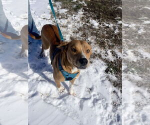 Retriever -Unknown Mix Dogs for adoption in Corning, AR, USA