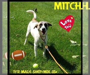 Mutt Dogs for adoption in Tomah, WI, USA