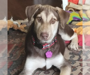 Huskies -Labrador Retriever Mix Dogs for adoption in Sparta, WI, USA