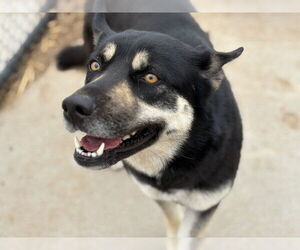 German Shepherd Dog-Huskies Mix Dogs for adoption in Tulsa, OK, USA