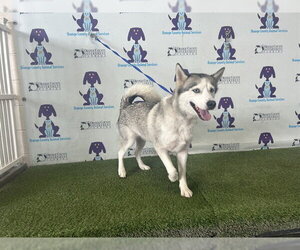 Siberian Husky Dogs for adoption in Orlando, FL, USA