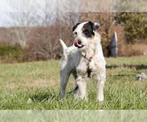 Parson Russell Terrier Dogs for adoption in Cookeville, TN, USA