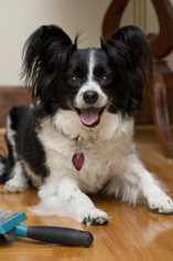 Papillon Dogs for adoption in Newport, KY, USA