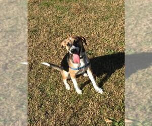 Beagle-Unknown Mix Dogs for adoption in Concord, NC, USA