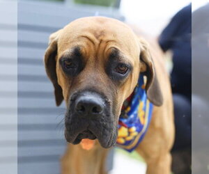 Mastiff-Unknown Mix Dogs for adoption in San Antonio, TX, USA