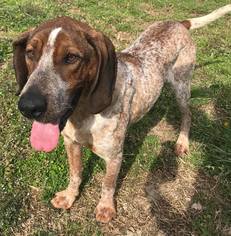 Mutt Dogs for adoption in Erwin , TN, USA