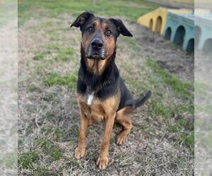 Medium Photo #1 German Shepherd Dog-Unknown Mix Puppy For Sale in Modesto, CA, USA