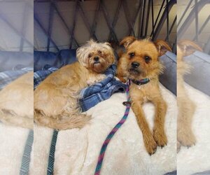 Pomeranian-Unknown Mix Dogs for adoption in Amarillo, TX, USA