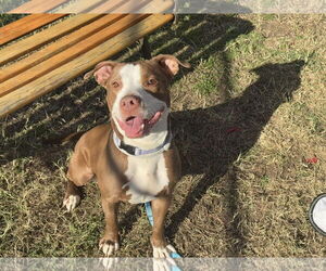 American Pit Bull Terrier-Unknown Mix Dogs for adoption in Millersville, MD, USA