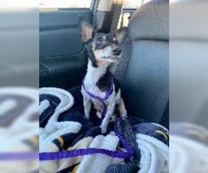 Rat Terrier Dogs for adoption in Claremore, OK, USA