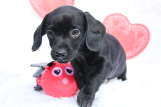 Dachshund Dogs for adoption in McDonough, GA, USA