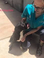 Labrador Retriever-Unknown Mix Dogs for adoption in Midland, TX, USA