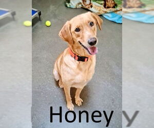 Golden Retriever-Unknown Mix Dogs for adoption in Mountain View, AR, USA