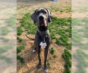 Great Dane Dogs for adoption in Huntsville, AL, USA