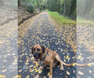German Shepherd Dog-Redbone Coonhound Mix Dogs for adoption in Orlando, FL, USA