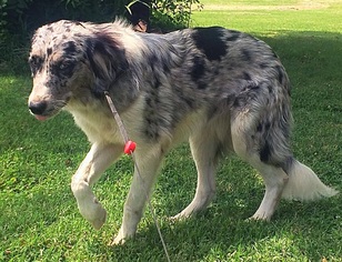 View Ad: Australian Shepherd-Great Pyrenees Mix Dog for ...