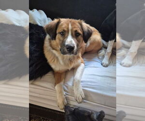 Collie-Unknown Mix Dogs for adoption in Aurora, IN, USA