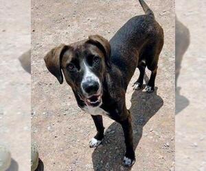Lab-Pointer Dogs for adoption in Cave Creek, AZ, USA