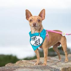 Chihuahua-Unknown Mix Dogs for adoption in Pacific Grove, CA, USA