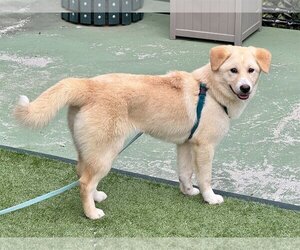 Retriever -Shiba Inu Mix Dogs for adoption in Agoura Hills, CA, USA