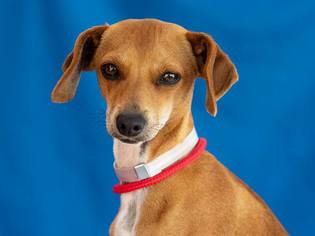Chiweenie Dogs for adoption in Pasadena, CA, USA