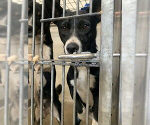 Australian Kelpie-Unknown Mix Dogs for adoption in San Bernardino, CA, USA