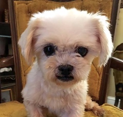 Maltese Dogs for adoption in Brownsboro, AL, USA