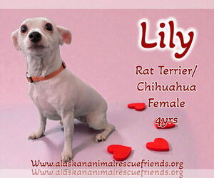 Rat-Cha Dogs for adoption in Anchorage, AK, USA