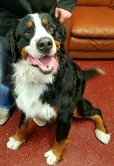 Bernese Mountain Dog Dogs for adoption in Fargo, ND, USA
