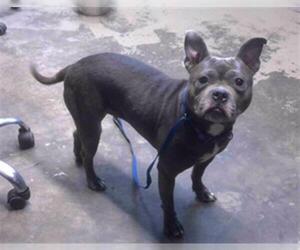 American Staffordshire Terrier-Unknown Mix Dogs for adoption in Tallahassee, FL, USA