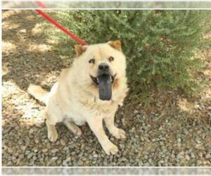 Chow Chow Dogs for adoption in Phoenix, AZ, USA