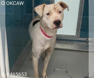 Mutt Dogs for adoption in Oklahoma City, OK, USA