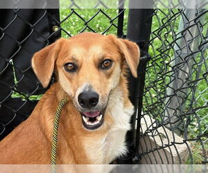 Mutt Dogs for adoption in Tulsa, OK, USA