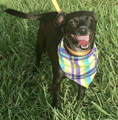 Chihuahua Dogs for adoption in Fort Pierce, FL, USA