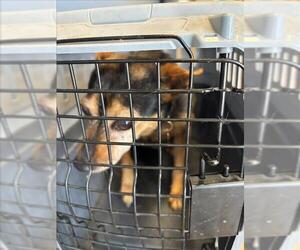 Chihuahua-Unknown Mix Dogs for adoption in Burbank, CA, USA