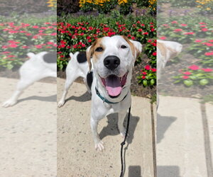 Beagle-Unknown Mix Dogs for adoption in Rockaway, NJ, USA