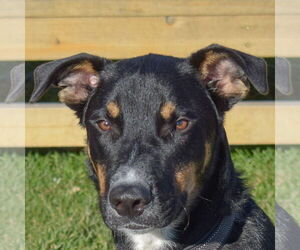 Rottweiler-Unknown Mix Dogs for adoption in Huntley, IL, USA
