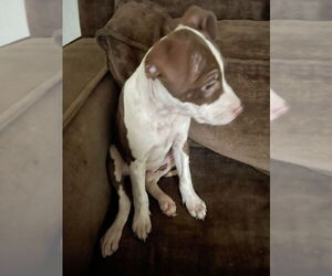 American Pit Bull Terrier-Unknown Mix Dogs for adoption in Evansville, IN, USA